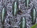 [photo of flowers]