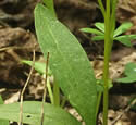 [photo of leaves]