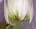 [photo of inner flower column]