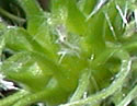 [photo of developing fruit]