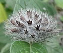 [photo of fruit]