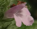[photo of flowers]