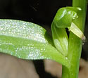 [photo of bracts]