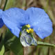 [photo of Slender Dayflower]