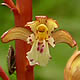 [photo of Western Spotted Coralroot]