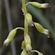 [photo of Autumn Coralroot]