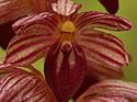 [photo of flowers]