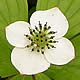 [photo of Bunchberry]