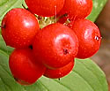 [photo of fruit]