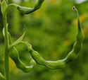 [photo of fruit]