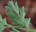 [photo of leaves]