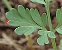 [photo of leaves]