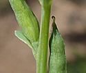 [photo of fruit]