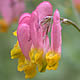 [photo of Pale Corydalis]