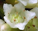 [photo of flowers]