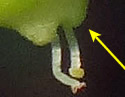[photo of fruit]