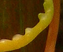 [photo of stem]