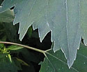 [photo of leaves]