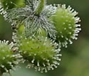 [photo of fruit]