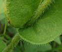 [photo of mid-stem leaf]