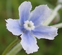 [photo of flowers]