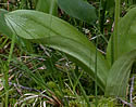 [photo of leaves]