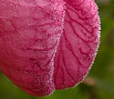 [photo of flower]