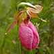 [photo of Stemless Lady's-slipper]