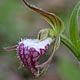 [photo of Ram's-head Lady's-slipper]