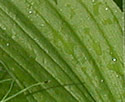 [photo of leaves]