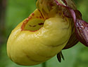[photo of flowers]