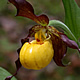 [photo of Small Yellow Lady's-slipper]