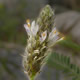[photo of Foxtail Prairie Clover]