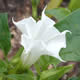 [photo of Jimsonweed]