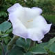 [photo of Sacred Thorn-apple]