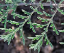 [photo of lower leaf]