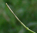 [photo of fruit]