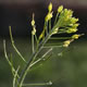 [photo of Herb Sophia]
