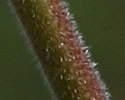[photo of stem and upper leaves]
