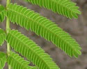 [photo of leaves]