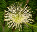 [photo of flower]