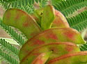 [photo of maturing fruit]