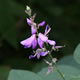 [photo of Large-bract Tick-trefoil]