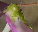 [photo of calyx]