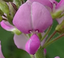 [photo of flowers]