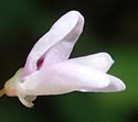 [photo of flowers]