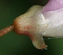 [photo of calyx]