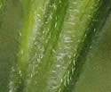 [photo of hairy calyx and bracts]