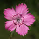 [photo of Maiden Pink]