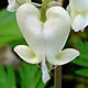 [photo of Squirrel Corn)